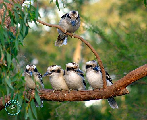 Kookaburra 9Y172D-004.JPG